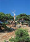 A tree in the mountains