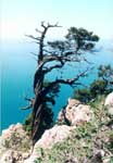 A close-up of a tree in the mountains